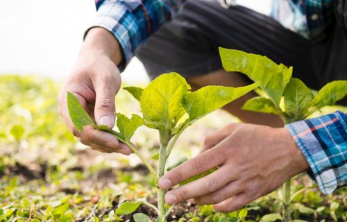 Tecnólogo em Agronegócios