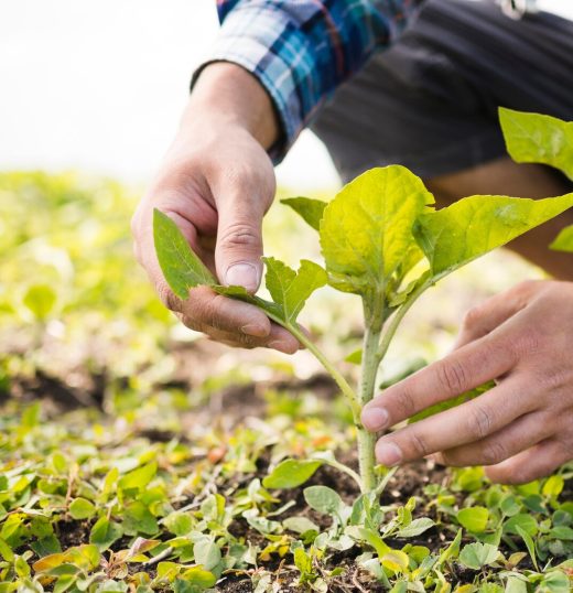 Tecnólogo em Agronegócios