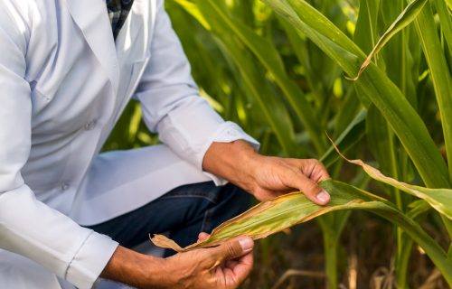 Açúcar e Álcool com Ênfase na Agroindústria