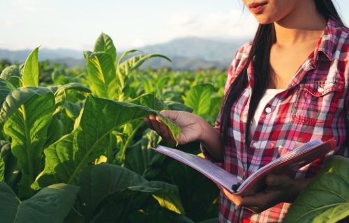Gestão de Agronegócios