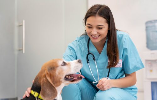 Gestão de Clínica Veterinária